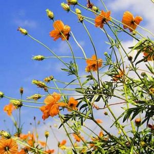Flores Naranjas Vibrantes