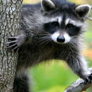 Mapache Adorable en un Árbol