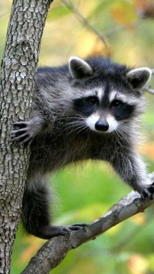 Mapache Adorable en un Árbol