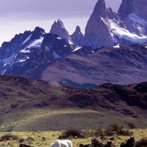 Caballos Majestuosos en la Naturaleza