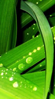 Hojas Verdes con Gotas de Agua