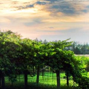 Atardecer Sereno Sobre Campos Verdes