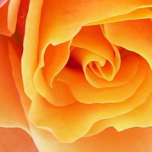 Hermosa Rosa Naranja