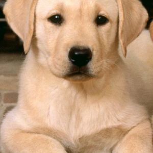 Cachorro de Labrador Adorable