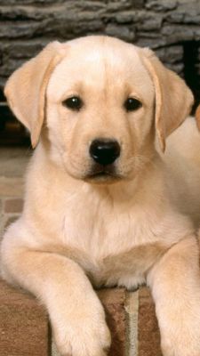 Cachorro de Labrador Adorable