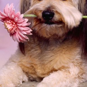 Perro Bonito con Flor