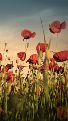 Campo de Amapolas Vibrantes