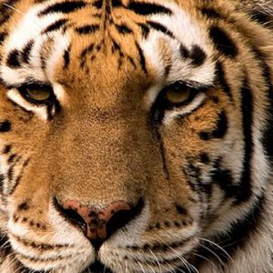 Primer Plano de un Tigre Majestuoso