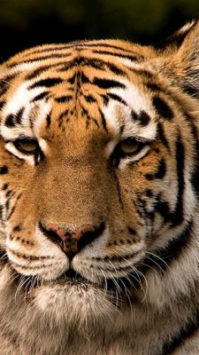 Primer Plano de un Tigre Majestuoso