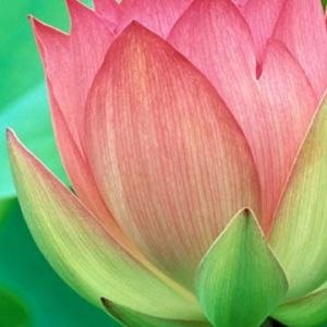 Hermosa flor de loto rosa