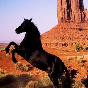 Majestuoso Caballo Negro en el Desierto