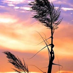 Silhouette de Hierba al Atardecer
