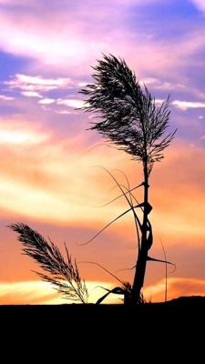 Silhouette de Hierba al Atardecer