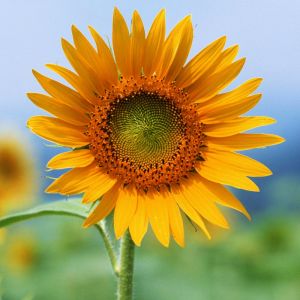 Girasol Vibrante