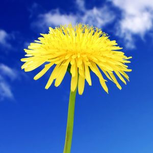Diente de León Amarillo Brillante