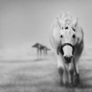 Majestuoso Caballo Blanco
