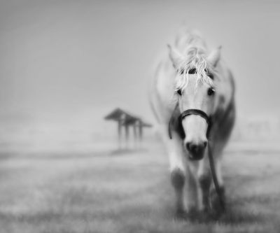 Majestuoso Caballo Blanco