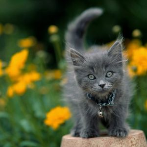 Gatito Gris Adorable entre Flores