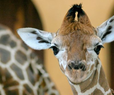 Giraffe Linda en Primer Plano