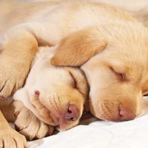 Cachorros Durmiendo