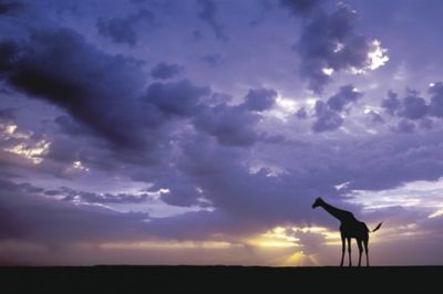 Silhouette de Jirafa al Atardecer