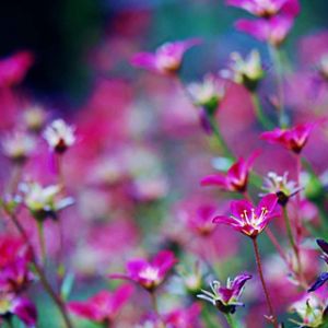 Flores Rosadas Vibrantes
