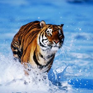 Tigre Majestuoso Corriendo en el Agua