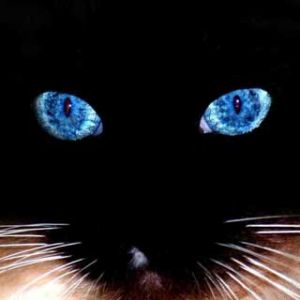 Ojos Místicos de Gato