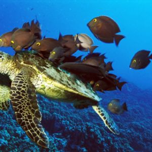 Tortuga Marina y Peces