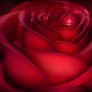 Hermosa Rosa Roja