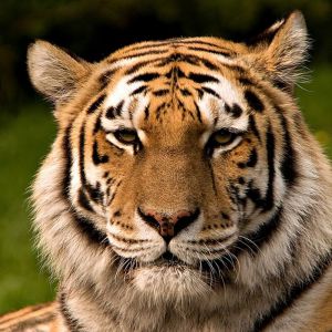 Retrato de un Tigre Majestuoso