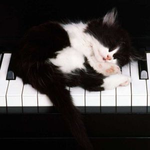Gato Durmiendo en el Piano