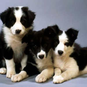 Adorables Cachorros Border Collie