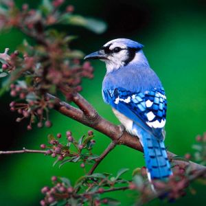 Pájaro Blue Jay en Rama
