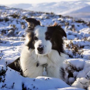 Border Collie en la Nieve