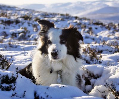 Border Collie en la Nieve