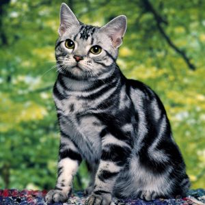 Gato Tabby Plateado Adorable