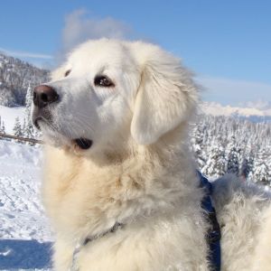 Perro Blanco Majestuoso en la Nieve