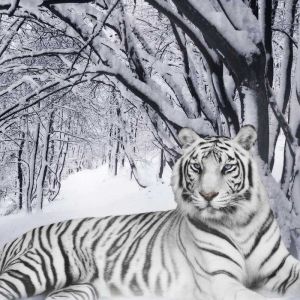 Tigre Blanco en Bosque Nevado
