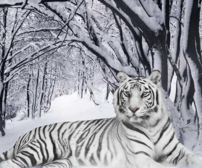 Tigre Blanco en Bosque Nevado