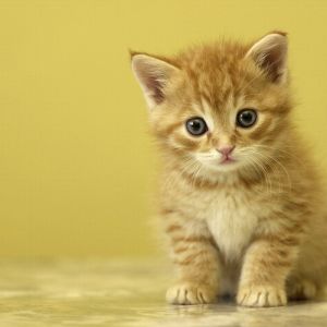 Gatito Naranja Adorable
