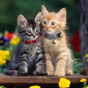 Gatitos Lindos en Flores