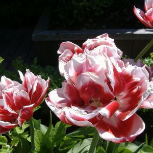 Hermosos tulipanes rojos y blancos