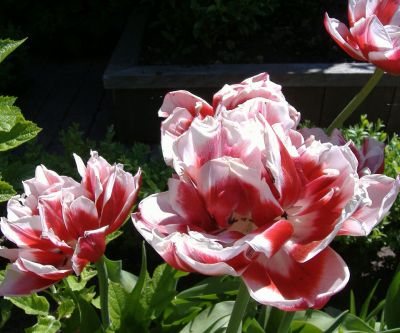Hermosos tulipanes rojos y blancos