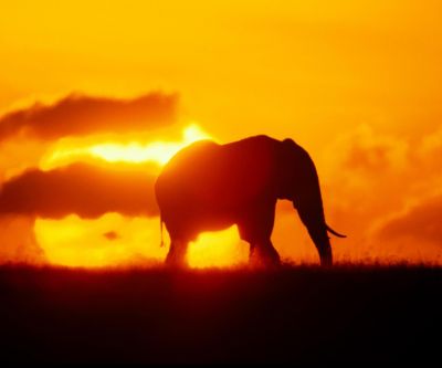 Silhouette de un Elefante al Atardecer