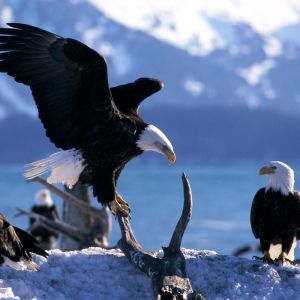 Águilas Calvas en la Naturaleza