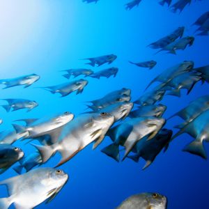 Banco de Peces Submarinos