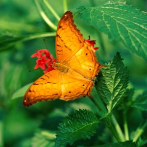 Mariposa Naranja Vibrante