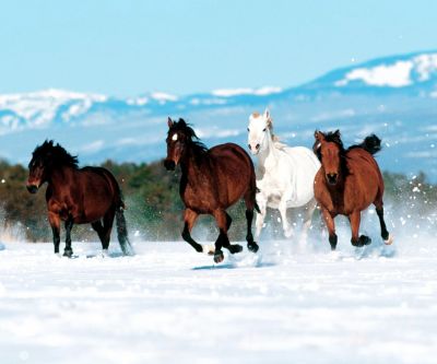 Caballos Corriendo en la Nieve