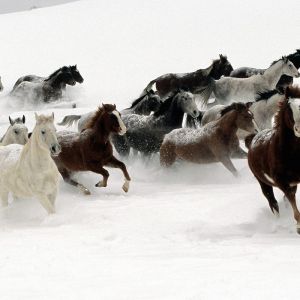 Caballos Corriendo en la Nieve